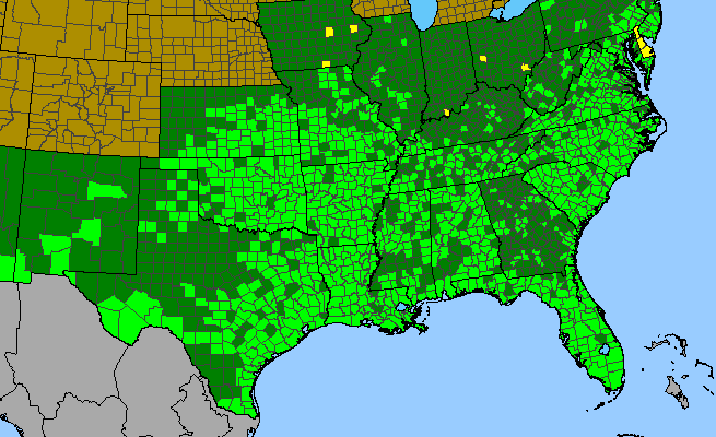 The range of Setaria parviflora